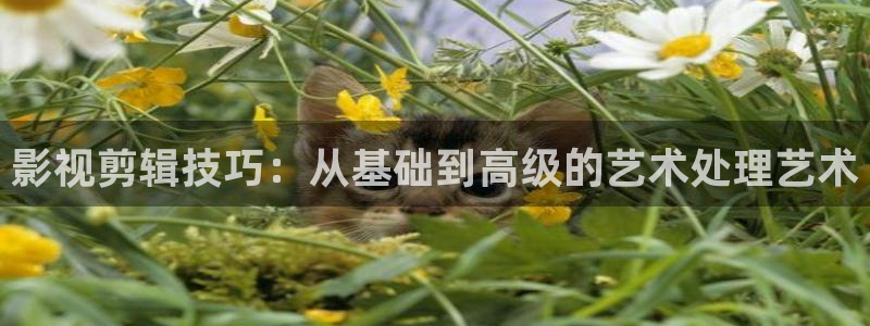 依依影院88av：影视剪辑技巧：从基础到高级的艺术处理艺术